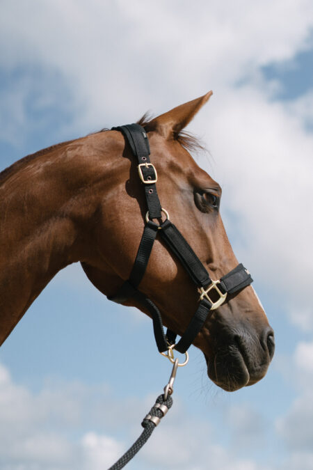 Back on Track, Werano Halter, Zwart