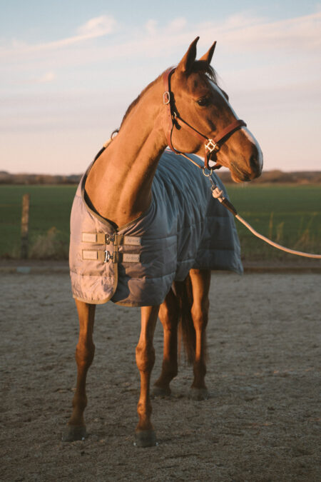 Amiko Indoor-Teppich 0 g – 500 g, Grau