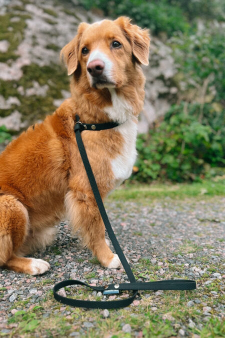 Tassmark, heupriem voor honden, zwart