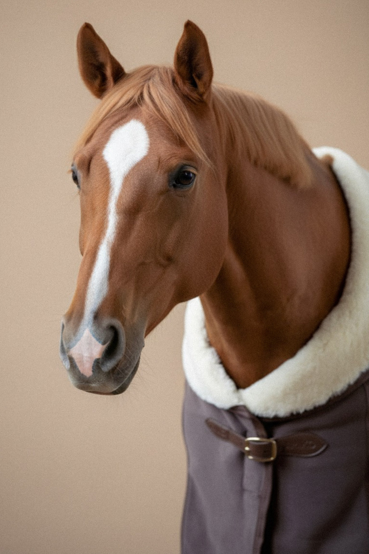 Amiko Showrug with Fur, Deep Taupé