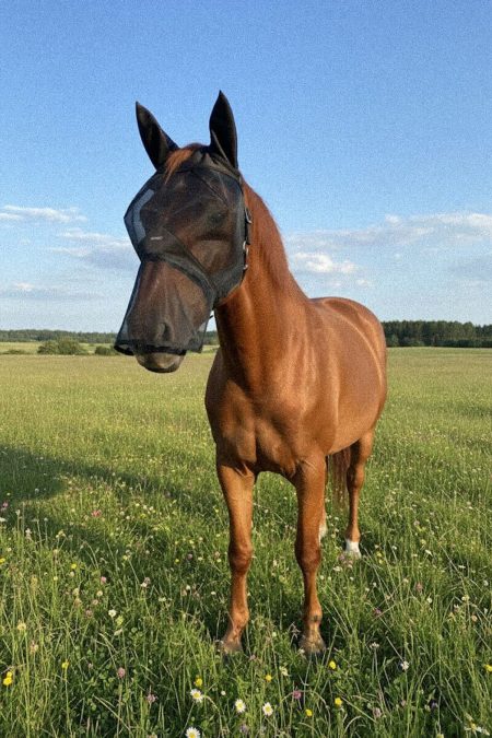 Amiko Fliegenmaske mit geräuschloser Nase, Schwarz