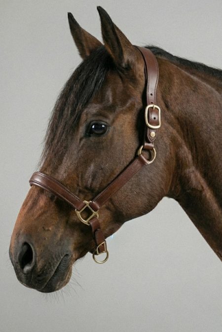 Amiko Grooming Halter, Havana Brown