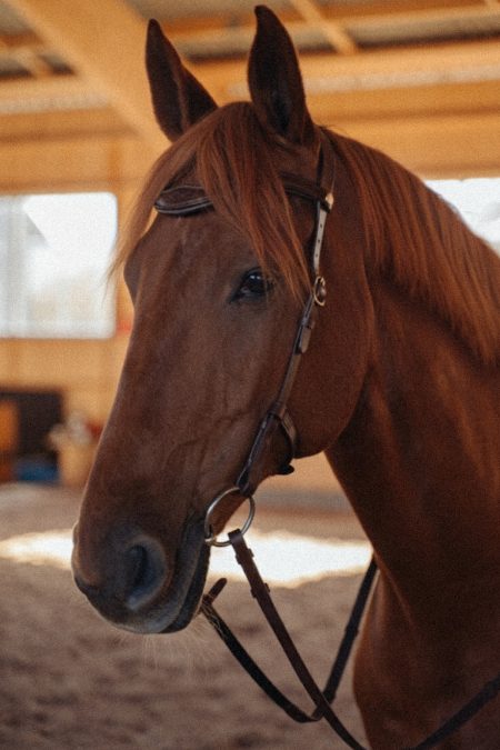 Mouvement de bride Amiko, brun Havana