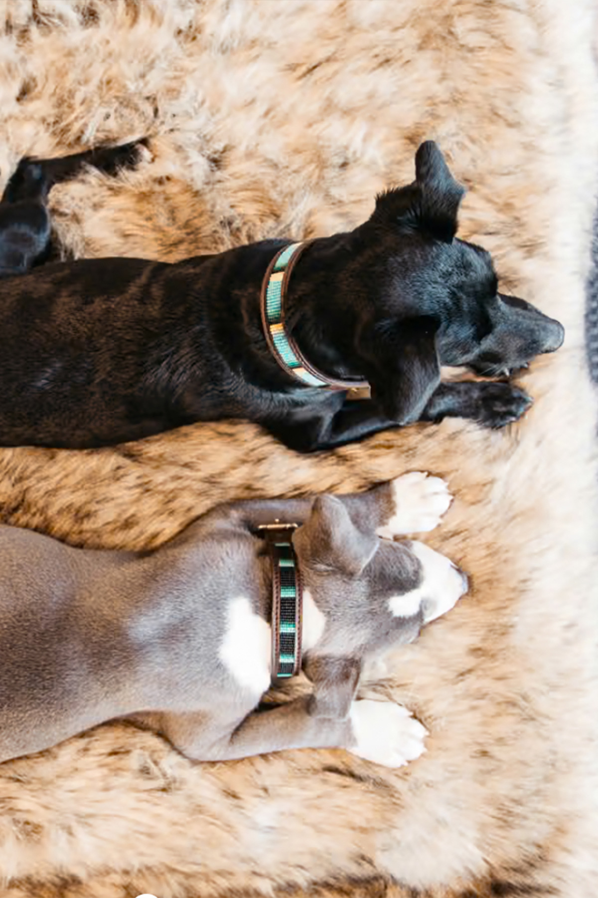 Kentucky, Dog Bed "To Go" Blanket FUZZY