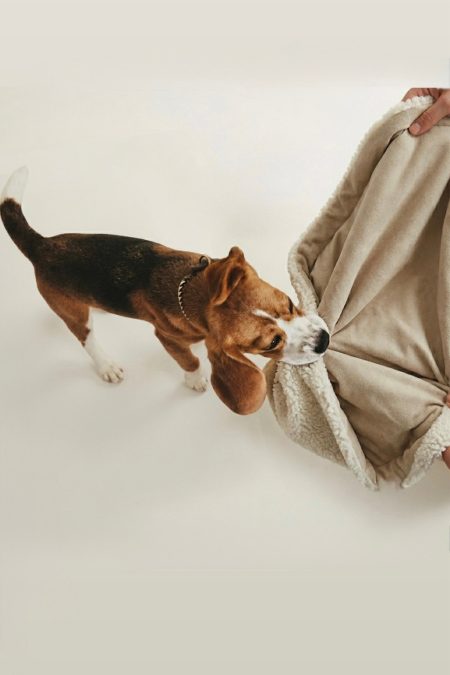 Amiko Dog Blanket, Creme
